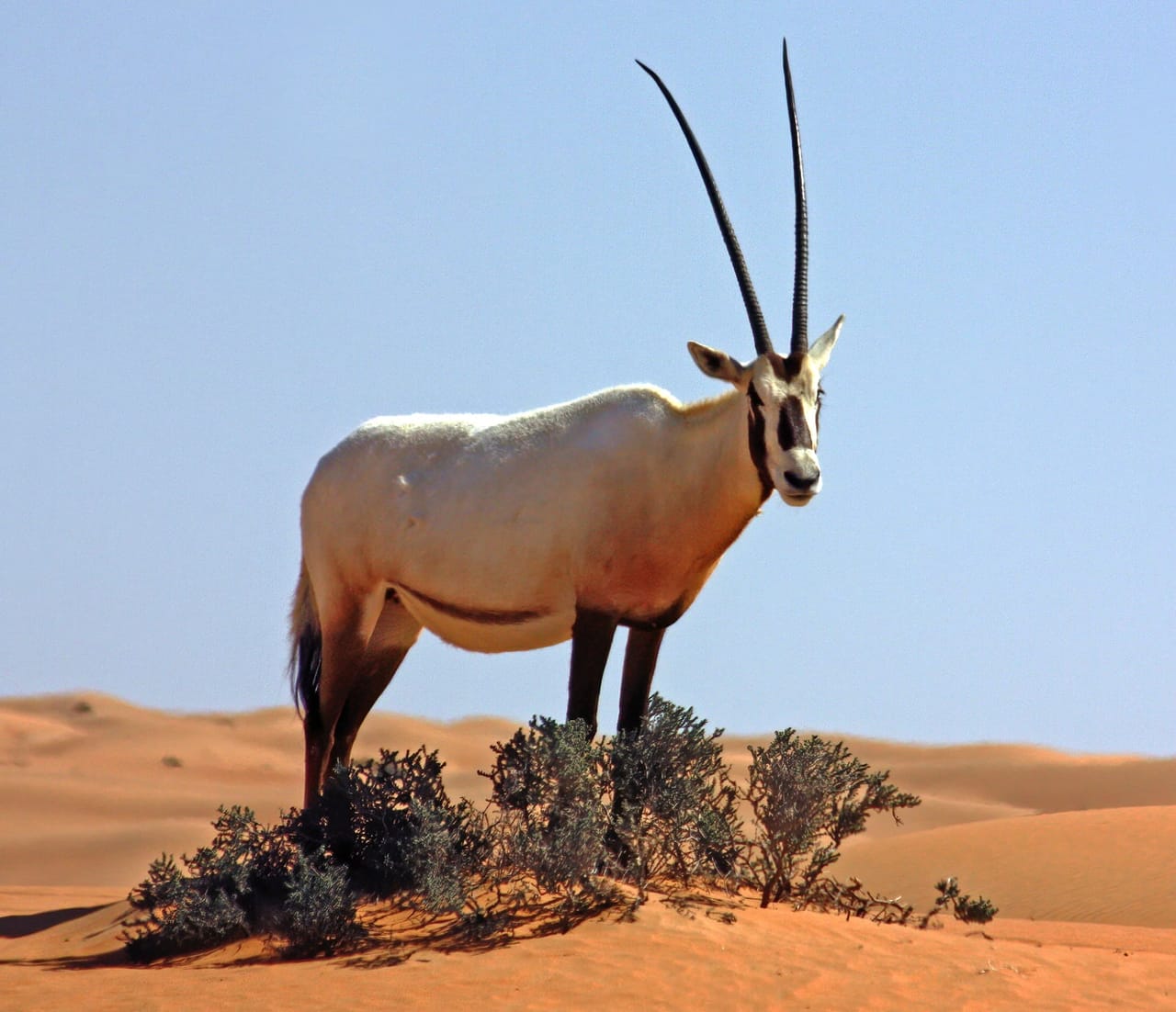 Das Reservat unten: Oryx, Gazellen, Kamele