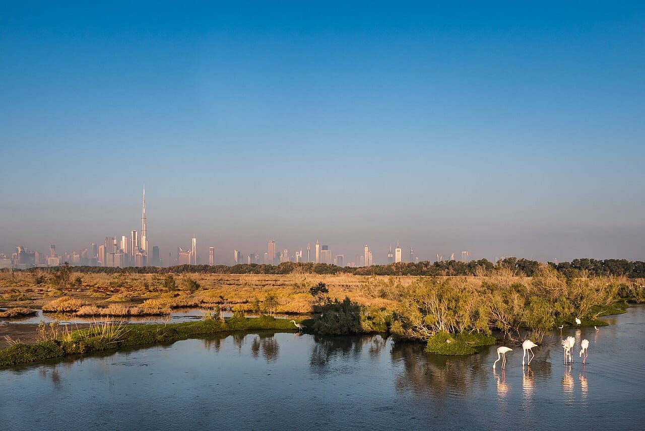 Ras Al Khor: Dubai's own mangroves